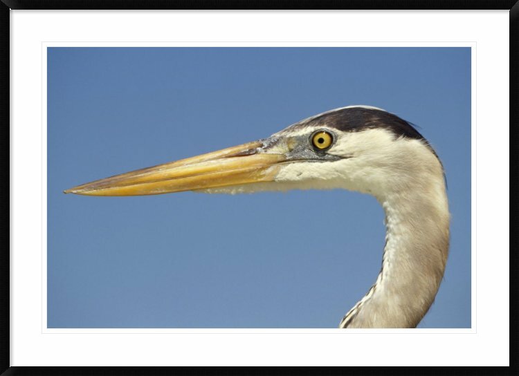 Great Blue Heron Poker Room